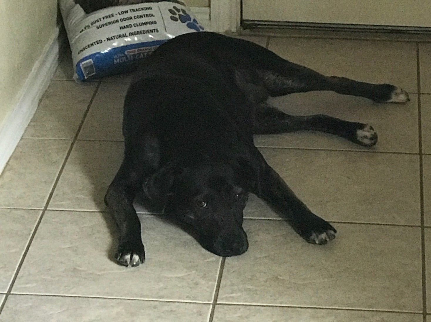 Dogs2
